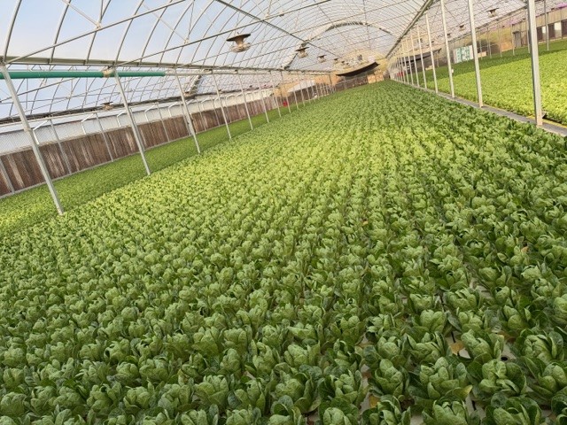 BJ's Greenhouses