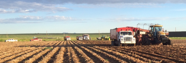 La Salle Shallots — Strohauer Farms