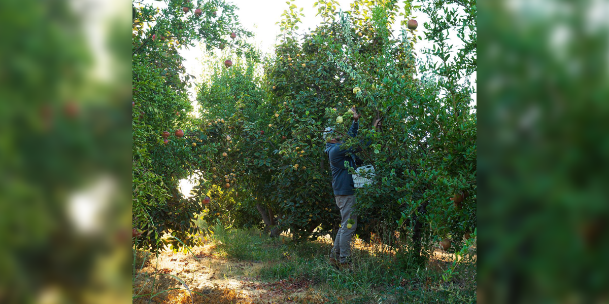 Frog Hollow Farm