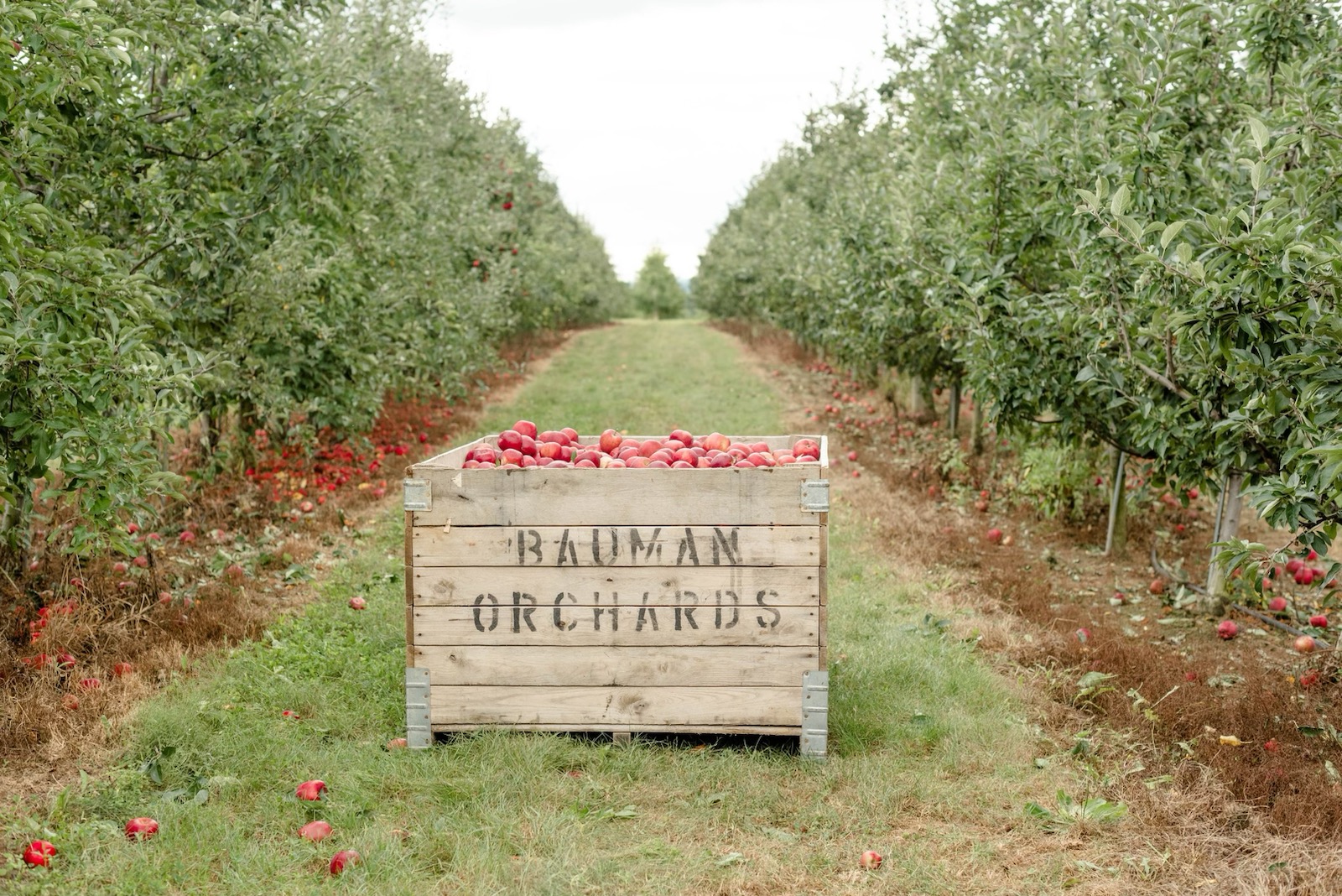 Bauman Orchards, Inc.