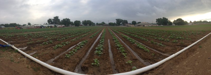 Milberger Farms