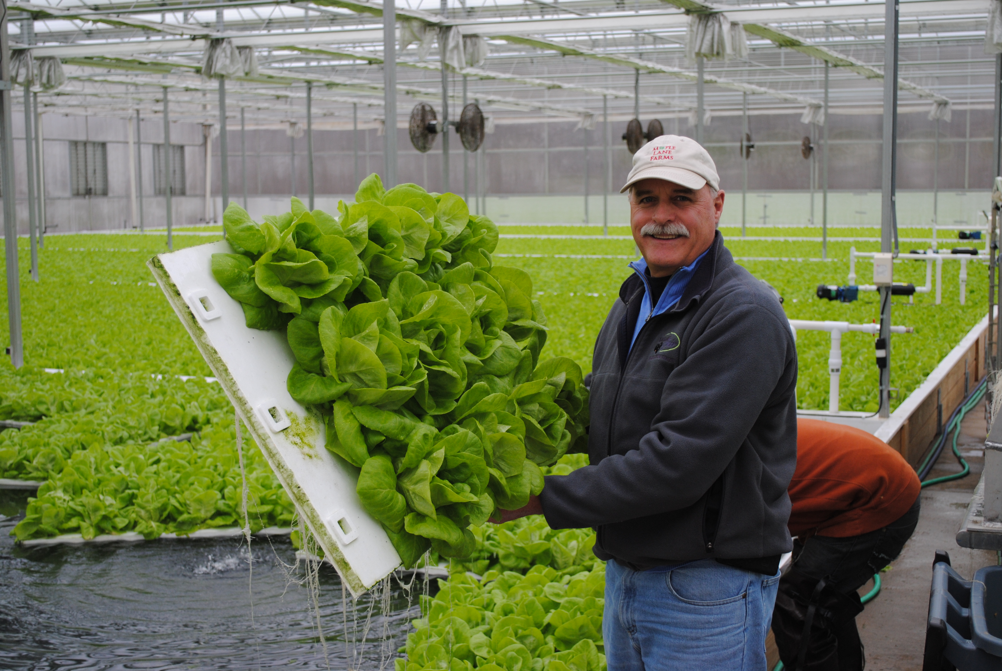 Maple Lane Farms