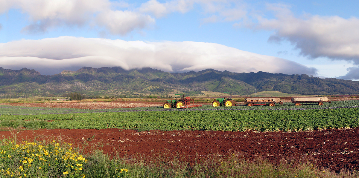 Sugarland Growers